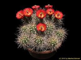 Echinocereus triglochidiatus ssp. melanacanthus 708